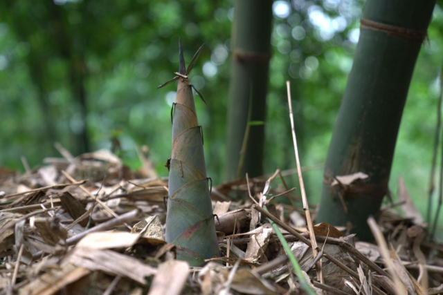 西牛麻竹笋