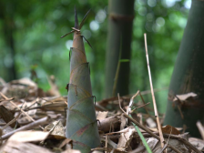 产值超40亿元！英德麻竹笋：甜了市民  富了农民 | 绿美广东·生态优品①