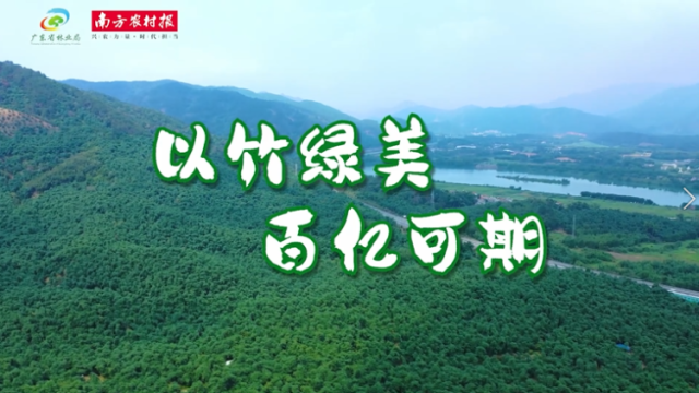 蔬中第一珍，英德麻竹笋