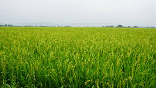 产业园种植基地