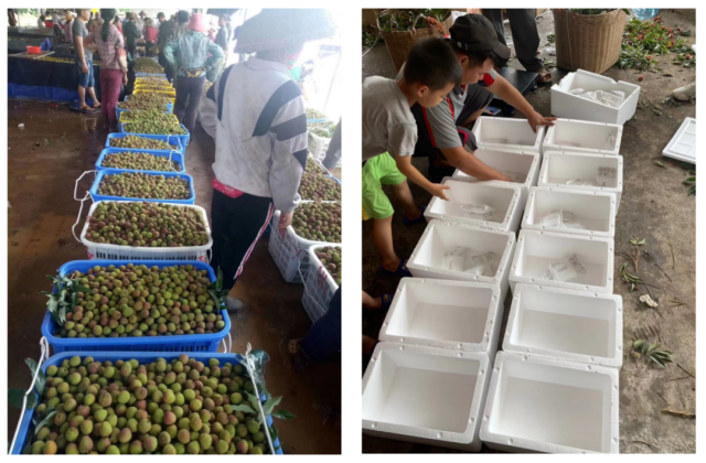 荔枝采后保鲜处理