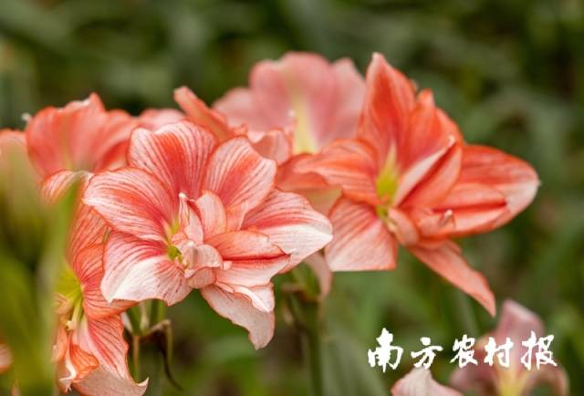 ↑圣茵自育朱顶红品种“浪漫女孩”