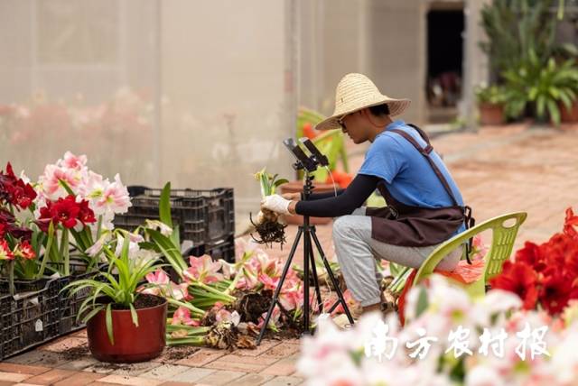 圣茵工作人员正在进行朱顶红直播