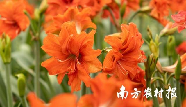 圣茵自育朱顶红品种