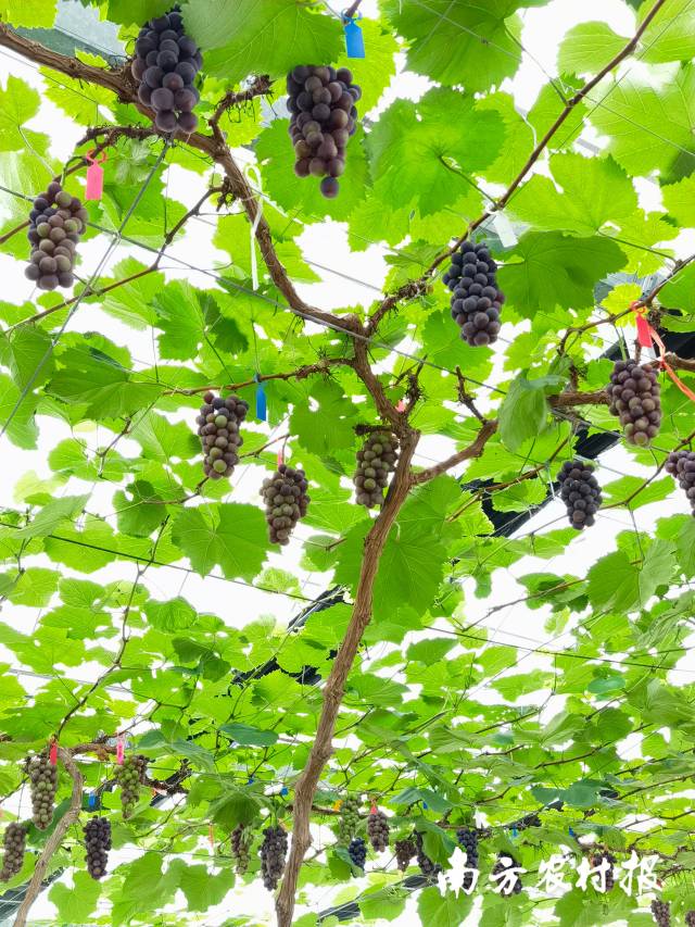 南方农村报 黄少宏1 拍摄