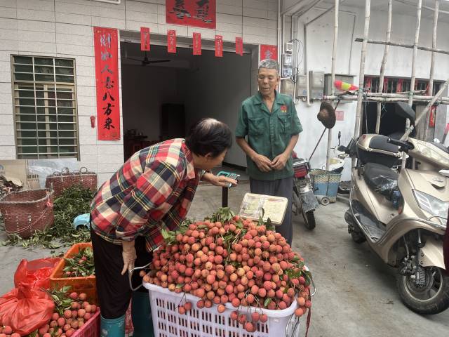 在福居村，荔枝收购点交易正酣。