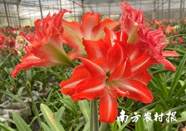 ↑因叶子上有叶肋，故而得名“香肋公主”，不仅能观花，还可观叶，也是圣茵自育朱顶红品种之一。