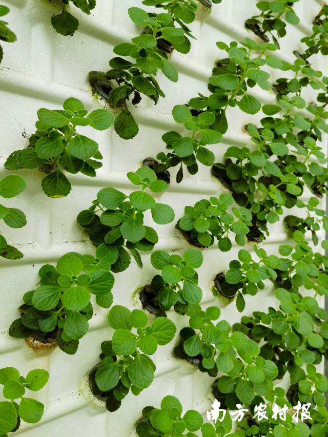 航新种子谷的立体种植。