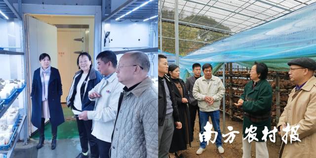 何焕清多次邀请中国食用菌产业技术体系首席专家张金霞到星河公司及基地指导