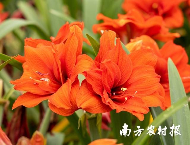 ↑圣茵自育朱顶红品种“双喜”