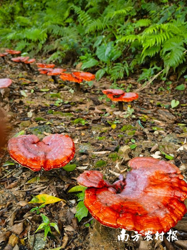 航新种子谷的赤灵芝。
