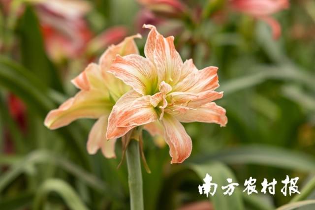 ↑圣茵自育朱顶红品种“开心纪念”