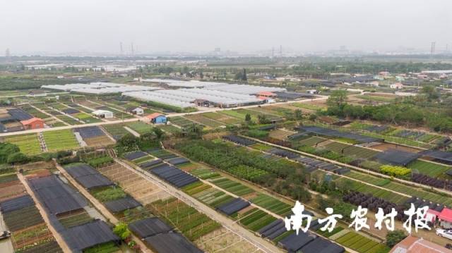 中山横栏，处处是花木苗圃。