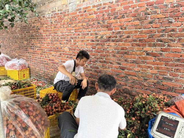 远道而来收购茂南桂味的广西采购商。