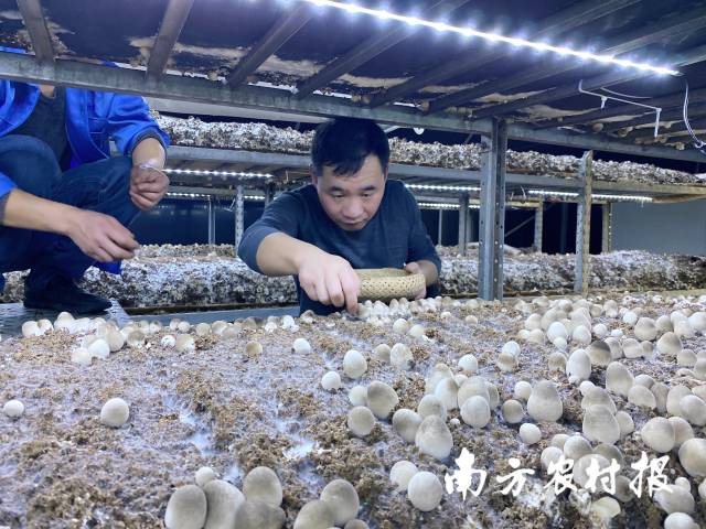 韶关市星河生物科技有限公司草菇生产车间 