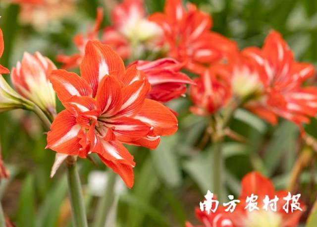 ↑圣茵自育朱顶红品种、自带香味的“艳阳高照”