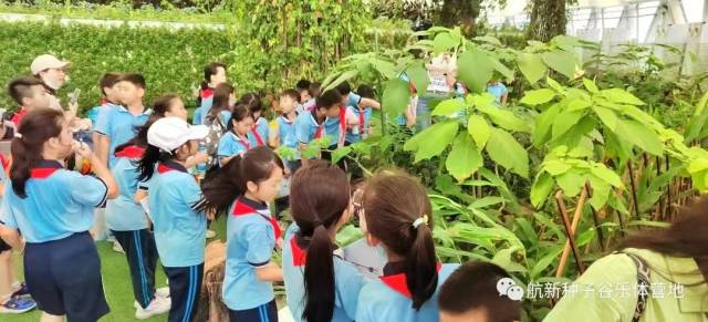 实地观察航天育种新品种。