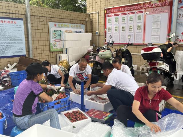 在那际村的荔枝收购点，村干部、村民齐上阵，马不停蹄地打包荔枝。