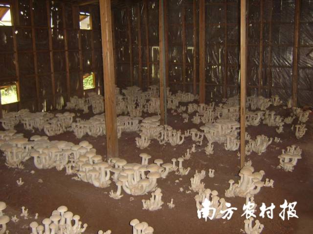 驯化栽培成功的金福菇