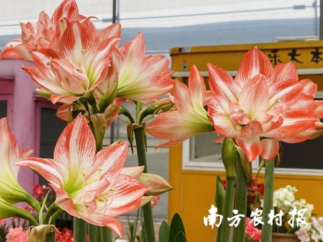 ↑圣茵自育朱顶红品种“花样少女”