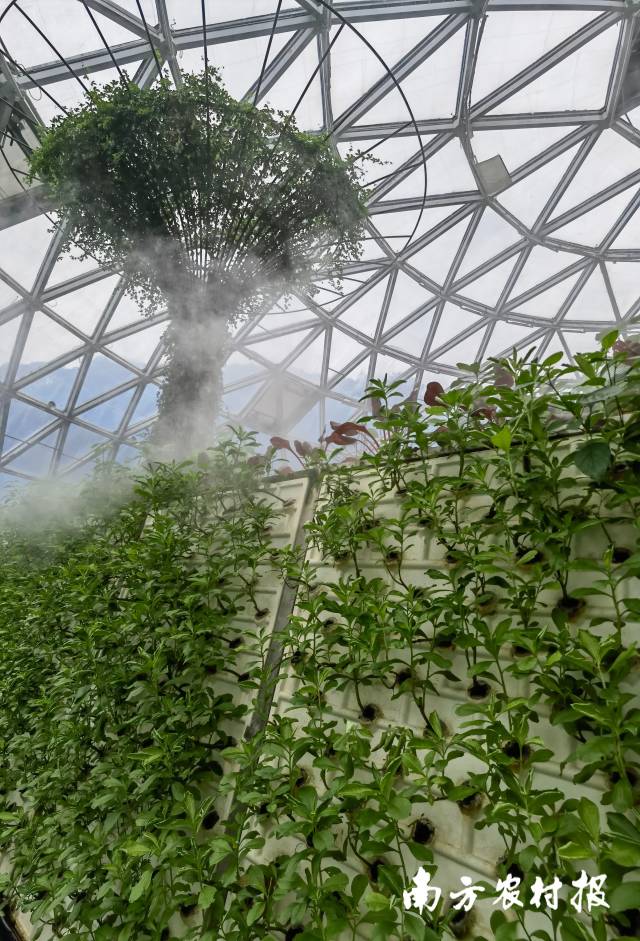 航新种子谷的水培植物。