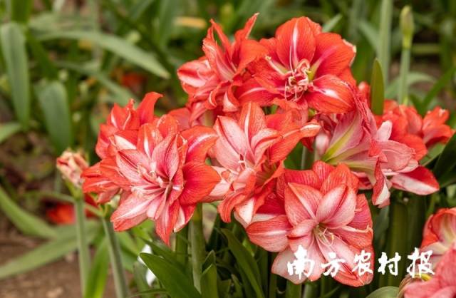 ↑圣茵自育朱顶红品种“物华天宝”