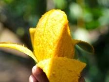 雷州覃斗芒果：擦亮“金字招牌”，撬动农旅融合产业发展