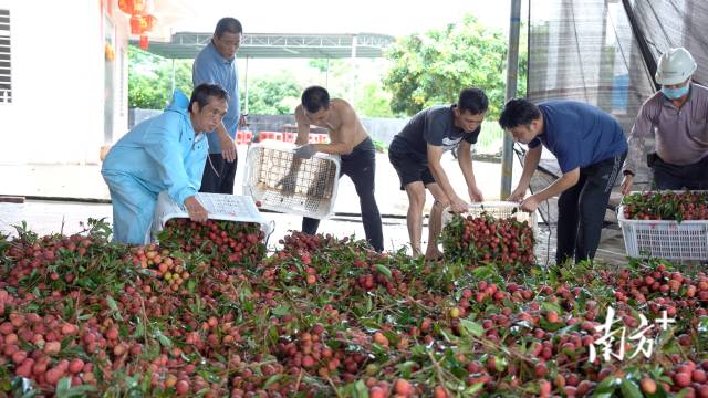 电白旦场供销社荔枝收购点