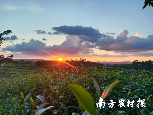 《茶山日落景色》（手機(jī)組三等獎(jiǎng)） 鐘彌芊/攝