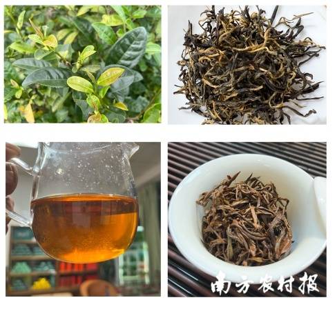 《紫金蟬茶從茶園到茶杯》（手機(jī)組三等獎(jiǎng)） 陳迎可/攝 