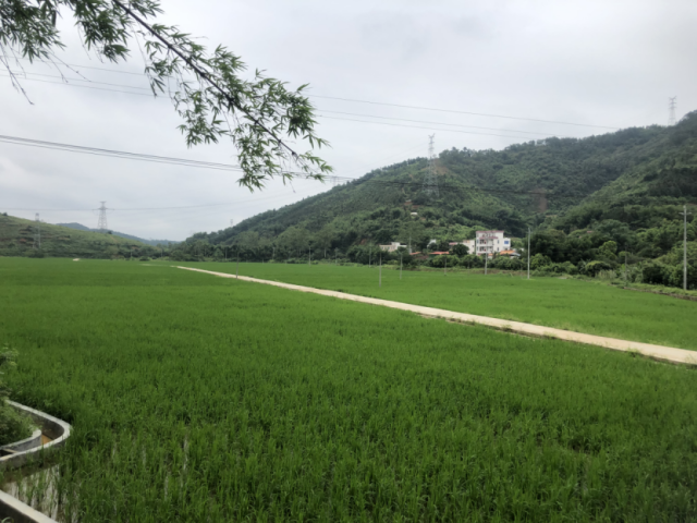 郁南-三水共建的平台镇富晒水稻基地。