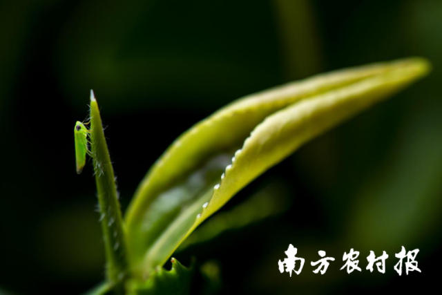 《小綠蟬》（專業(yè)組三等獎(jiǎng)） 王達(dá)毅/攝