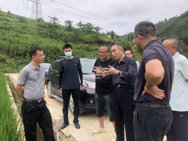 专家考察指导平台镇航空玉米稻的生长情况。