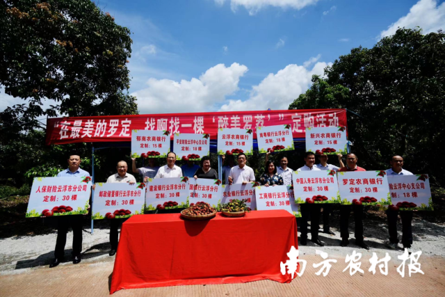 37家金融机构在最美罗定找啊找，找到395棵“罗荔”现场定购｜泷州福地  醉美罗荔