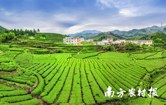 《綠美蟬茶園》（手機(jī)組二等獎(jiǎng)） 自茹/攝