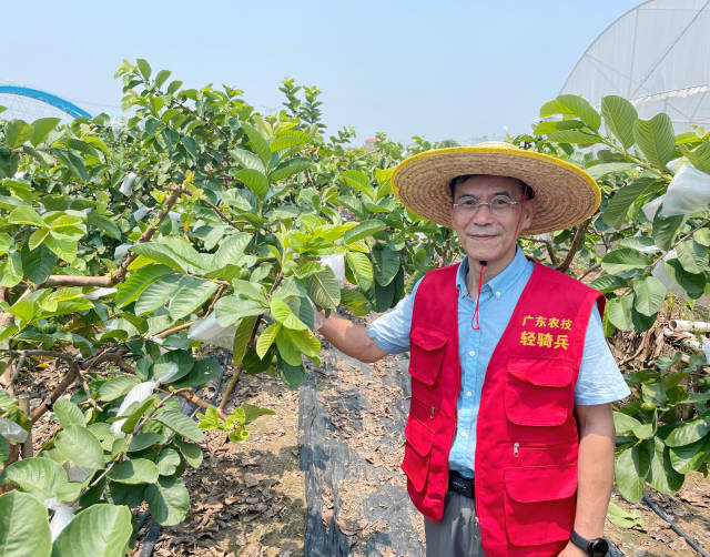 匡石滋認(rèn)為樹體整形要實(shí)現(xiàn)隨手可摘