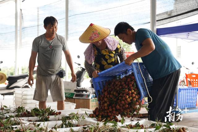 电白供销社果蔬服务平台荔枝收购点