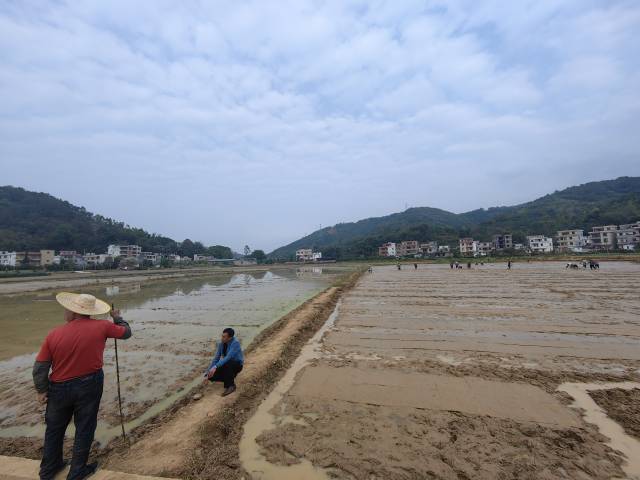 在平台镇万洞村澳农水稻种植现代产业园，农户尝试在“旱改水”的土地种稻谷。