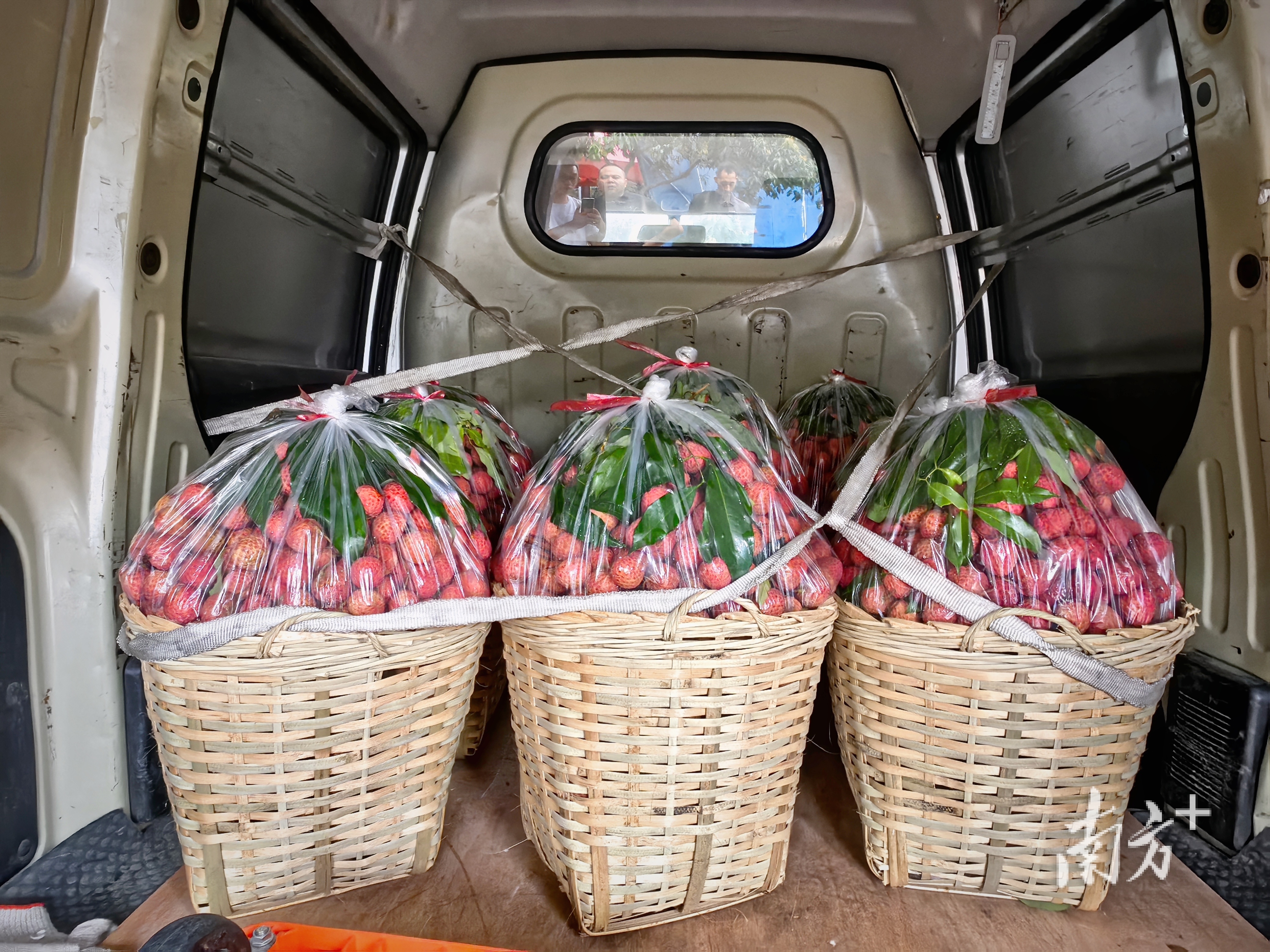 打包好的荔枝被“五花大绑”装上快车