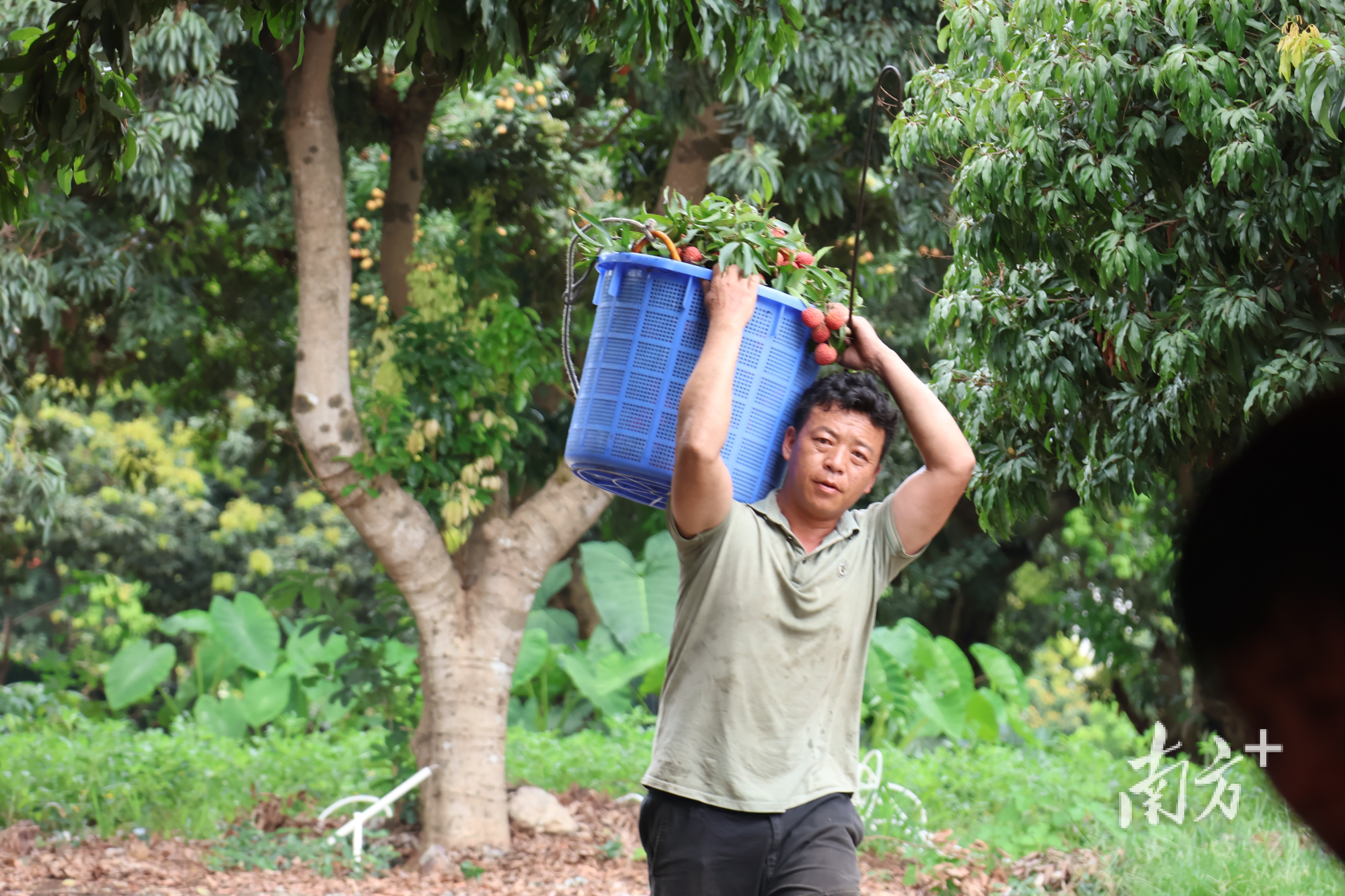 采摘工人满载而归
