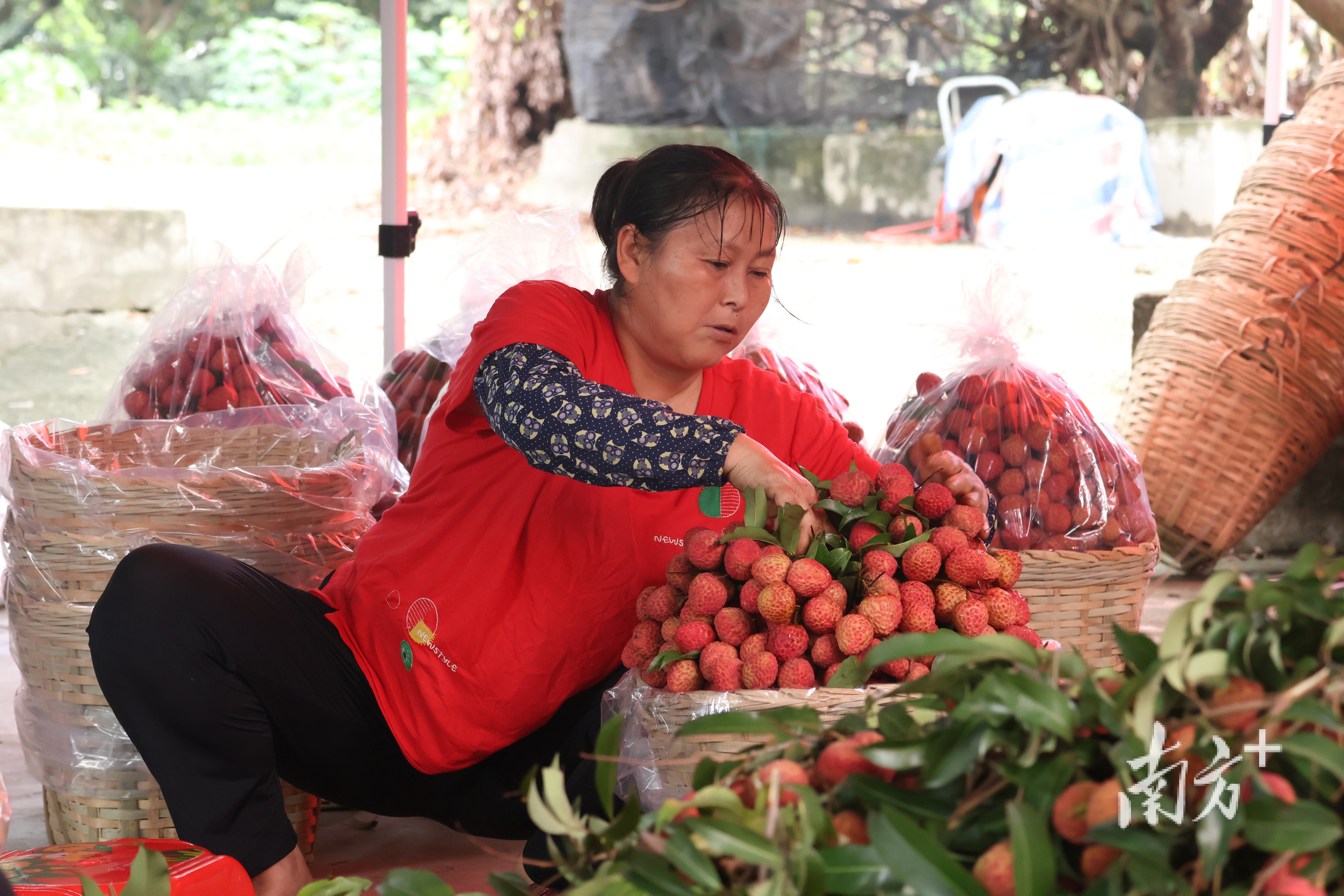 工人正在将新鲜荔枝装袋