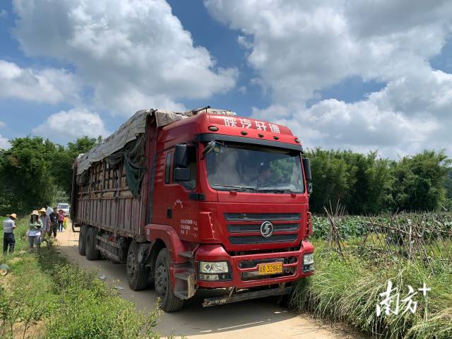 北股村修建了四通八达的农村机耕道路,收购商可直接开着大卡车到田间