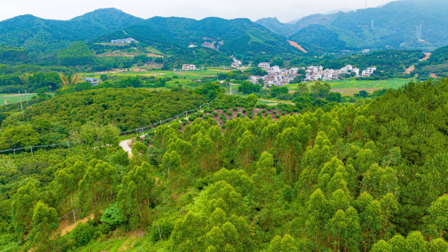 面积超1万亩！惠东绿棋楠：前景尤可期的沉香“新贵”| 绿美广东·生态优品②