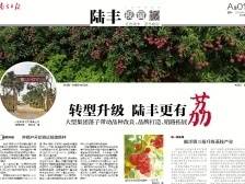 转型升级，陆丰更有“荔” | 速览《南方日报·陆丰视窗》第9期