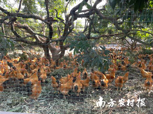 绿标生态养殖基地，鸡都是散养