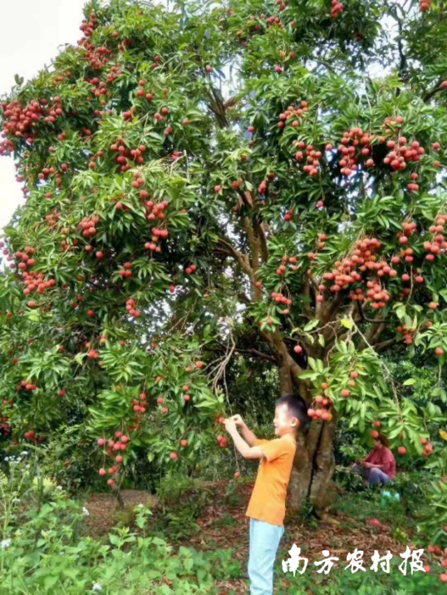 “圣糯”荔枝母树