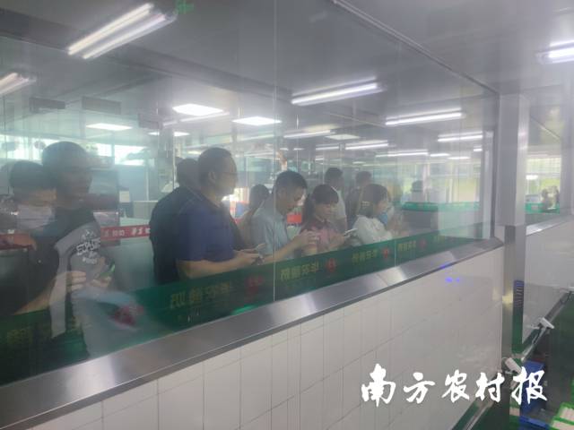 0  南方農(nóng)村報 楊玲 拍攝