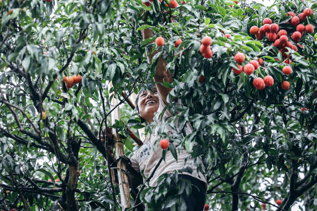 正在采摘荔枝。（卓洪 摄）