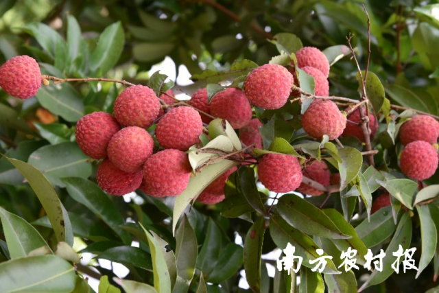 “圣糯”荔枝
