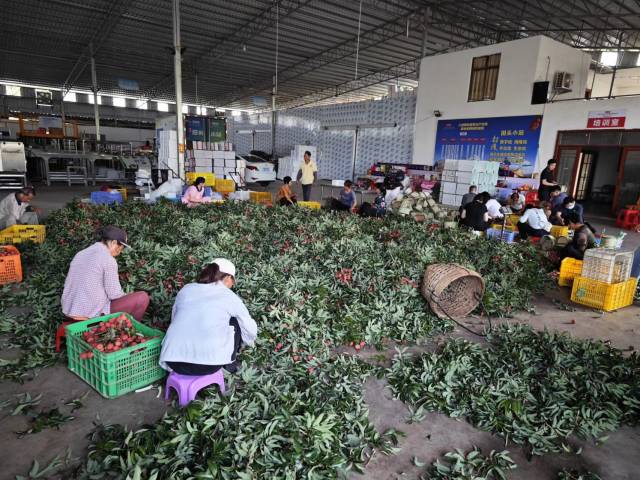 在何建和合作社的荔枝预处理中心，大家在分拣荔枝。